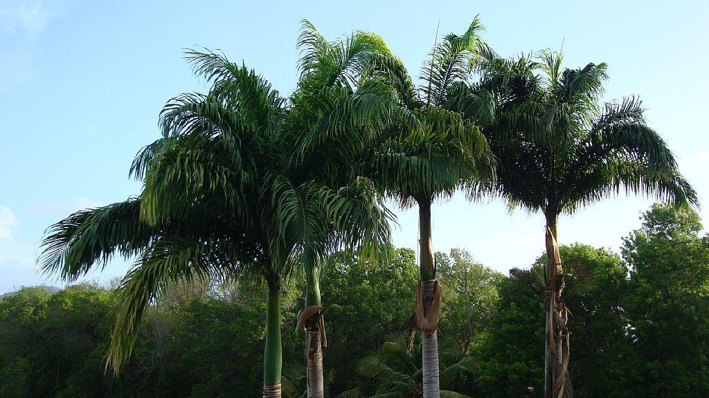 Palm'Studio Anse De Caritan Sainte-Anne Extérieur photo